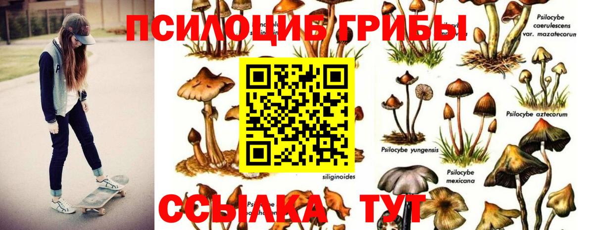 Можга  Псилоцибиновые грибы Psilocybine cubensis  Вход с VPN 